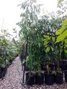 Healthy ash trees resistant to EAB in the USFS Research Lab Nursery