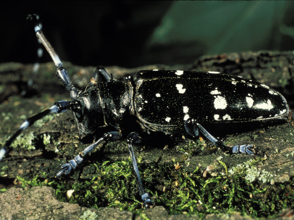 Asian Longhorned Beetle Infestation Discovered in Clermont County, OH