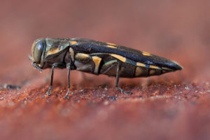 Goldspotted Oak Borer