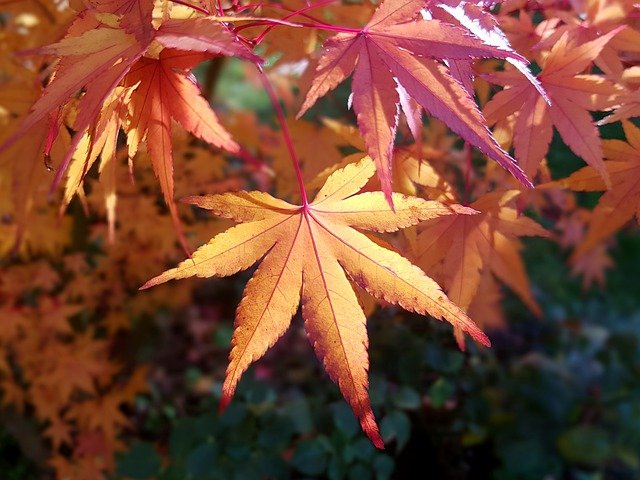 Maple Leaf