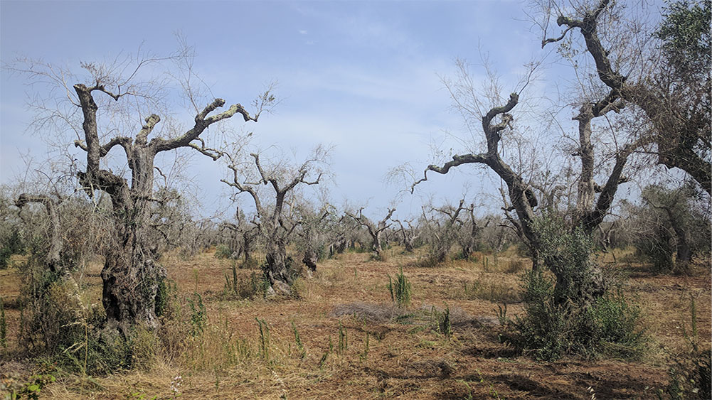 Olive Trees