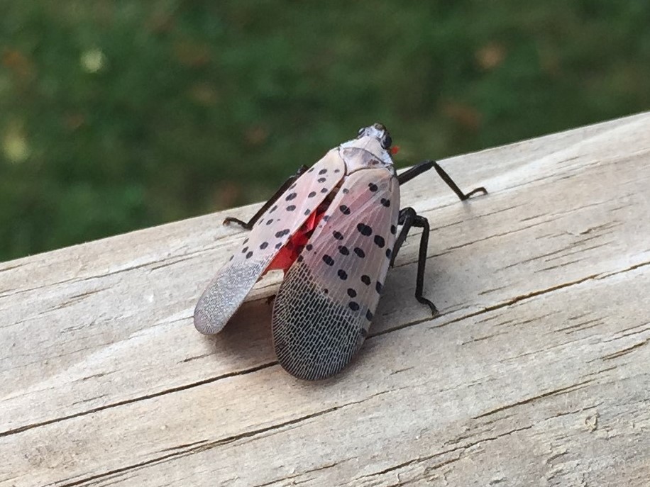 Lantern Fly